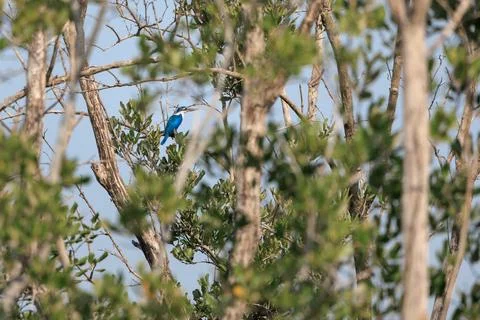 Collared Kingfisher perching on tree branch in forest park Stock Photos