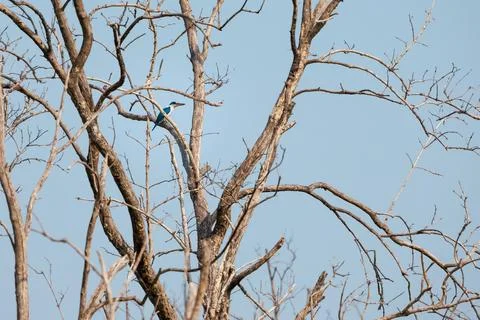 Collared Kingfisher perching on tree branch in forest park Stock Photos