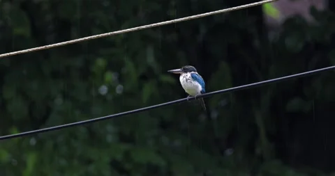 Collared kingfisher perching on wire during rain Stock-Footage 330513494