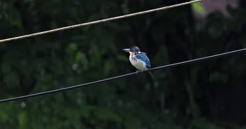 Collared kingfisher perching on wire in rain Видео 332605556