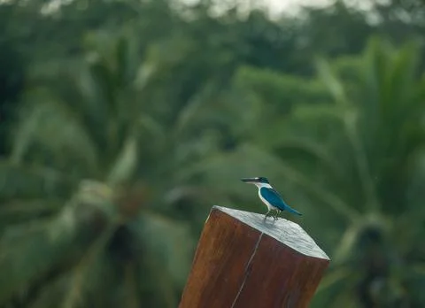 Collared Kingfisher Stock Photos