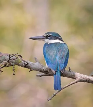 Collared kingfisher. Stock Photos