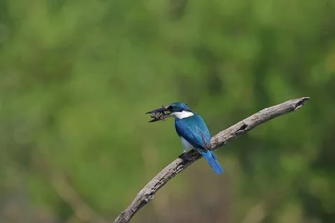 Collared kingfisher Stock-Fotos