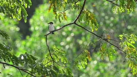The collared kingfisher on the raintree Stock Footage 168787007