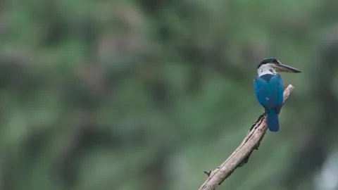Collared Kingfisher resting in tree Stock Footage 252215778