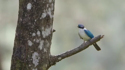 Collared Kingfisher resting in tree Stock Footage 252215782