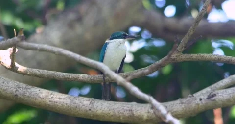 Collared Kingfisher sitting on a branch Video stock 132643204