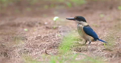 Collared kingfisher standing on forest floor, tropical bird wildlife b Video stock 333474369