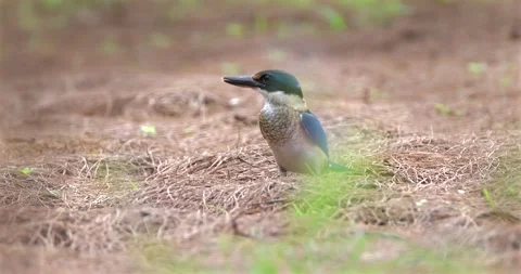 Collared kingfisher standing on ground covered in pine needles Stock Footage 336783650