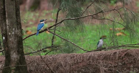 Collared kingfishers perching on tree branches, tropical forest enviro Видео 334592897