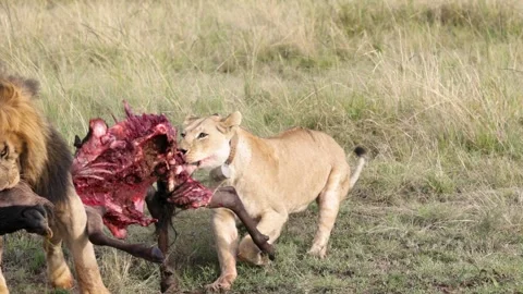 Collared Lioness Pulling Kill from Male Lion Stock Footage 307928940