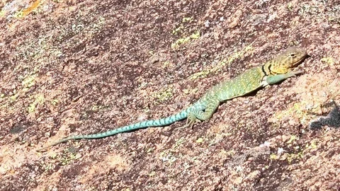 Collared LIzard 1 Stock Footage 94097235