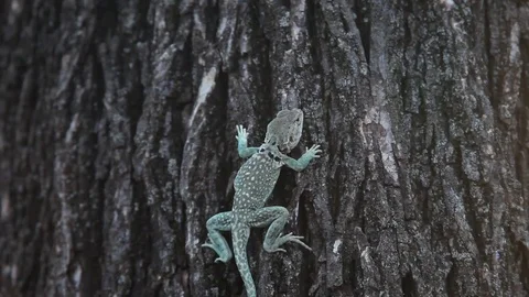 Collared Lizard climbing a tree. Vidéo 73416383