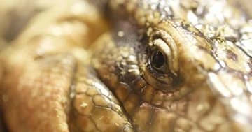 Collared Lizard closing eye Stock Footage 85574697