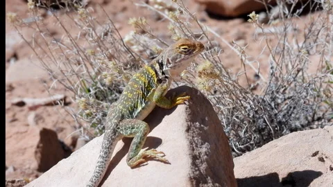 Collared Lizard on desert rock, green, 4k Stock Footage 276865439
