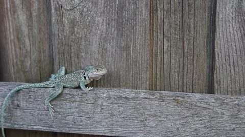 Collared Lizard on a fence. Stockbeeldmateriaal 73416304