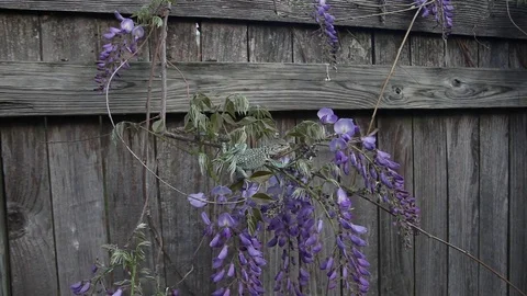 Collared Lizard Stockbeeldmateriaal 73416370