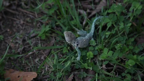 Collared Lizard Stockbeeldmateriaal 73416373