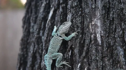 Collared Lizard 動画素材 73416407