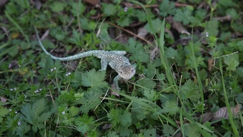 Collared Lizard Video stock 73416412