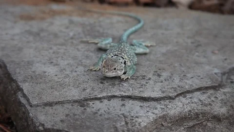 Collared Lizard Stockbeeldmateriaal 73416414