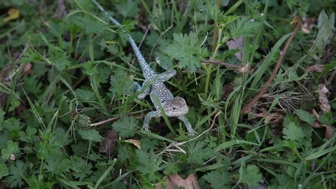 Collared Lizard in Grass Video stock 73416001