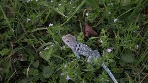 Collared Lizard in Grass Stockbeeldmateriaal 73416080