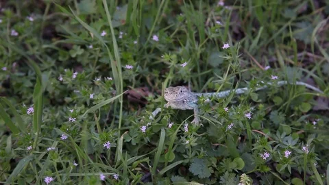 Collared Lizard head movement Stockbeeldmateriaal 73416401
