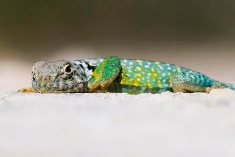 Collared Lizard Stock Photos