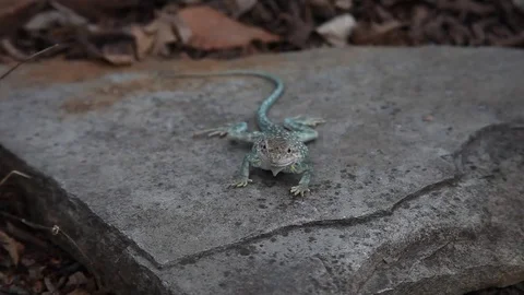 Collared Lizard on a rock 動画素材 73416341