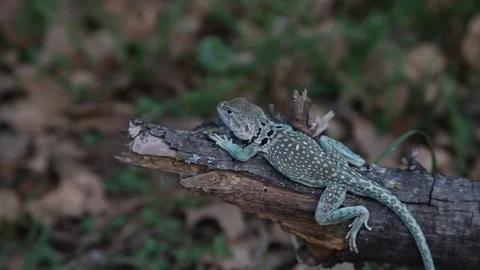Collared Lizard sitting on branch Stockbeeldmateriaal 73416342