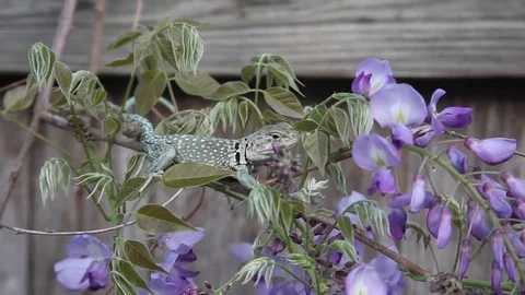 Collared Lizard sitting in Wisteria Flowers. Stock-Footage 73416367