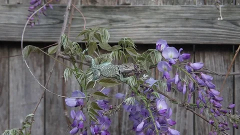Collared Lizard in some Wisteria Flowers. Stockbeeldmateriaal 73416381