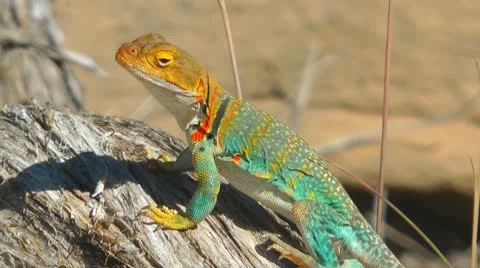 Collared Lizard, Utah, USA 库存影片 8994113
