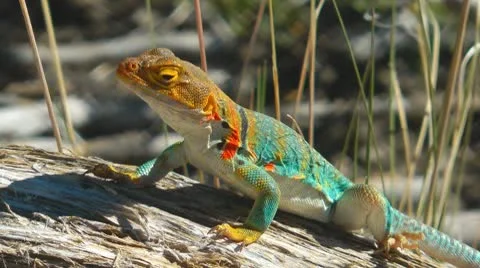 Collared Lizard, Utah, USA Stock Footage 8994118