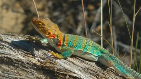 Collared Lizard, Utah, USA Stock Footage 8994146