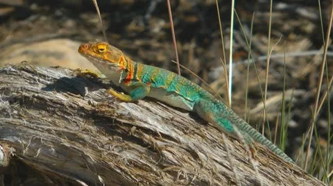 Collared Lizard, Utah, USA 스톡 동영상 8994185