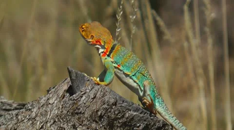 Collared Lizard, Utah, USA Video stock 8994219