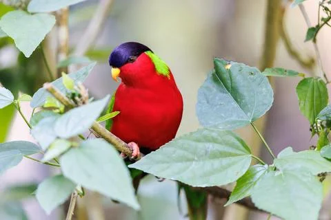 Collared Lory perched between green foliage Stock Photos