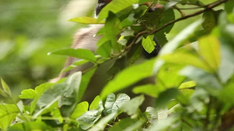 Collared Mangabey Stock Footage 136656185