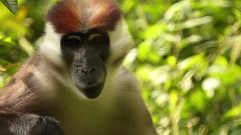 Collared Mangabey/Red-Capped Mangabey Chewing and Looking at it's Surroundings Stock Footage 136656517