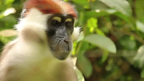 Collared Mangabey/Red-Capped Mangabey Close up and Moving Head Stock Footage 136656597