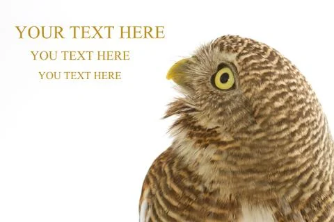 Collared owlet Stock Illustration