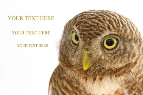 Collared owlet Stock Illustration