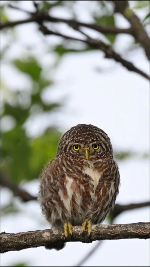 Collared Owlet Perched on Tree Branch Looking at Camera 스톡 동영상 331020237