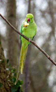 Collared parakeet eating a small end of apple, forest in France Stock Photos