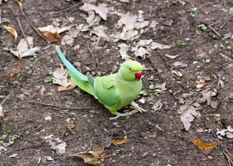 Collared parakeet put on the ground, forest of France Stock Photos