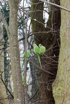 Collared parakeets between trees, forest of France Stock Photos