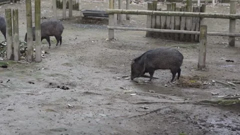 Collared Peccaries Walking Through Zoo Habitat in Colombia Stock Footage 341042495