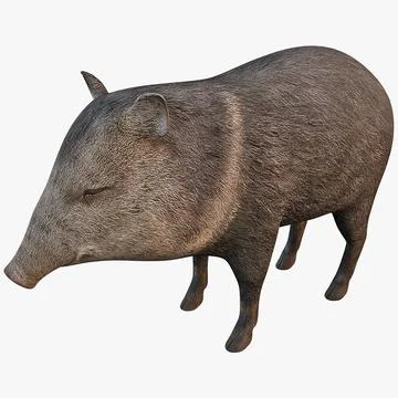 Collared Peccary 3D Model